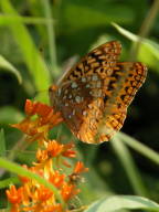 Asclepias tuberosa