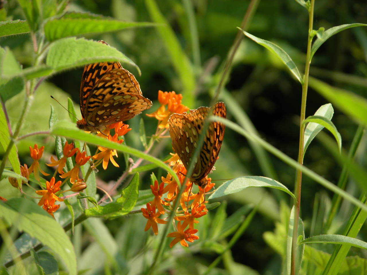 Great Spangled Fritillary on Butterfly Milkweed