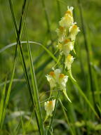 Linaria vulgaris