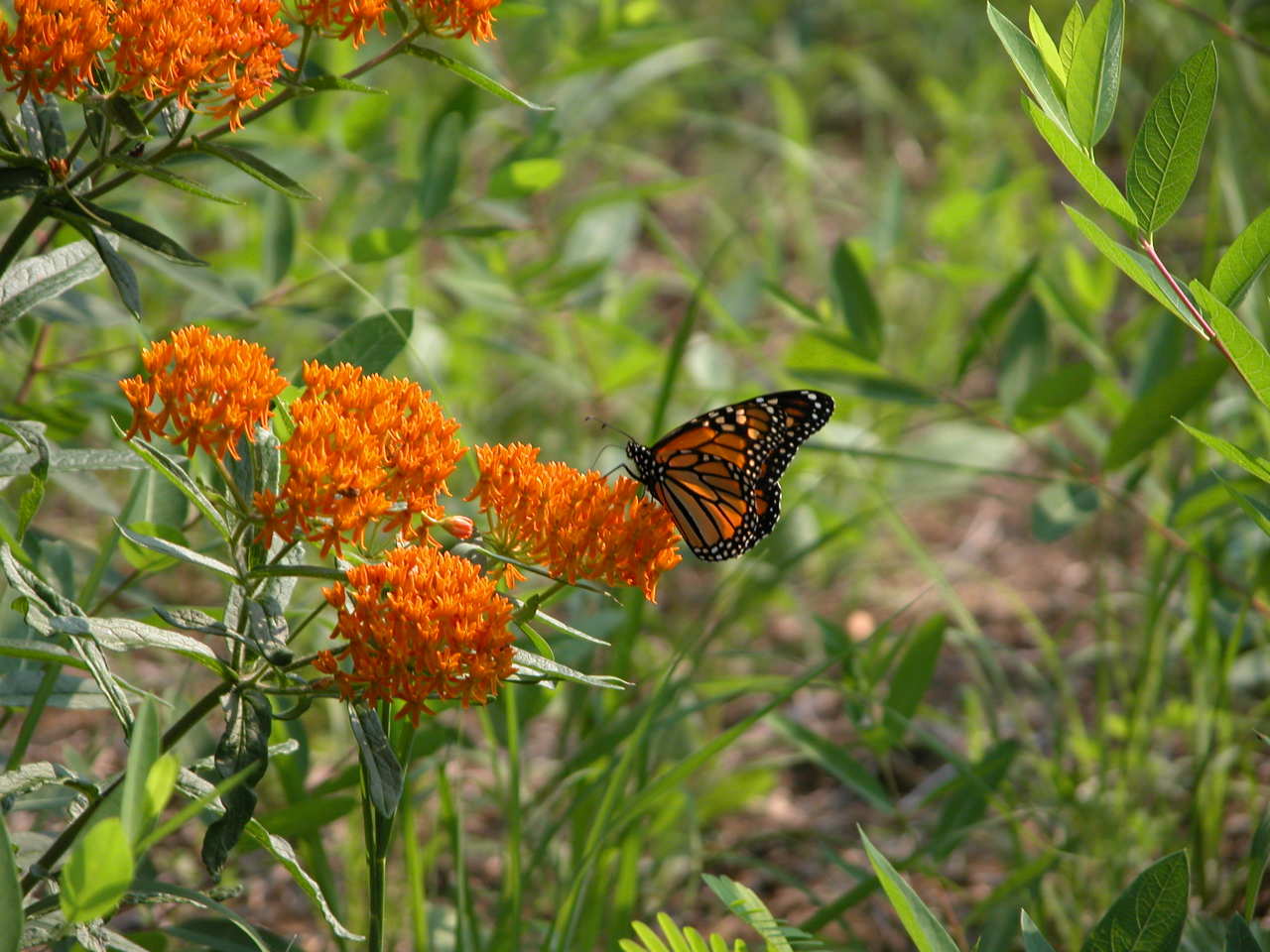 Monarch Butterfly on Butterfly Milkweed