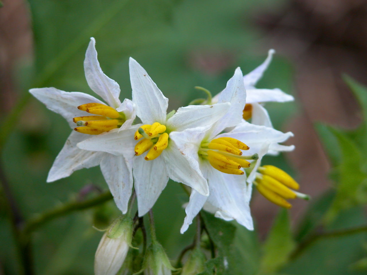 Horse Nettle