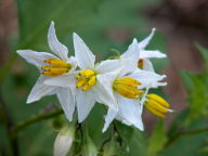 Solanum carolinense