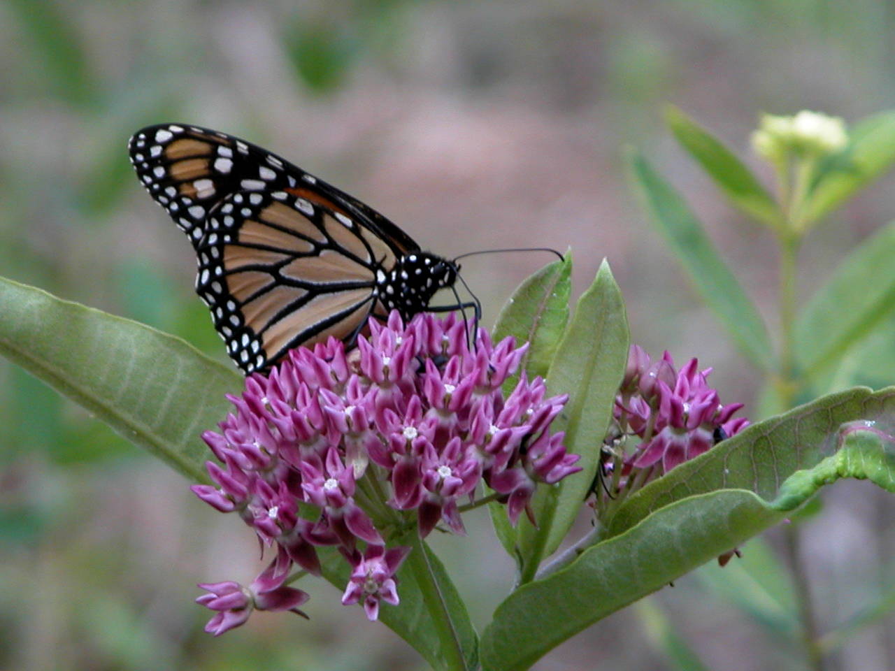 Monarch Butterfly on Purple Milkweed