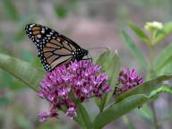Monarch Butterfly on Purple Milkweed