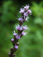 Dense Blazing Star