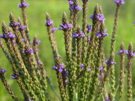 Verbena hastata