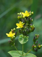 Hypericum punctatum