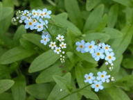 Myosotis scorpioides