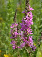 Lythrum salicaria