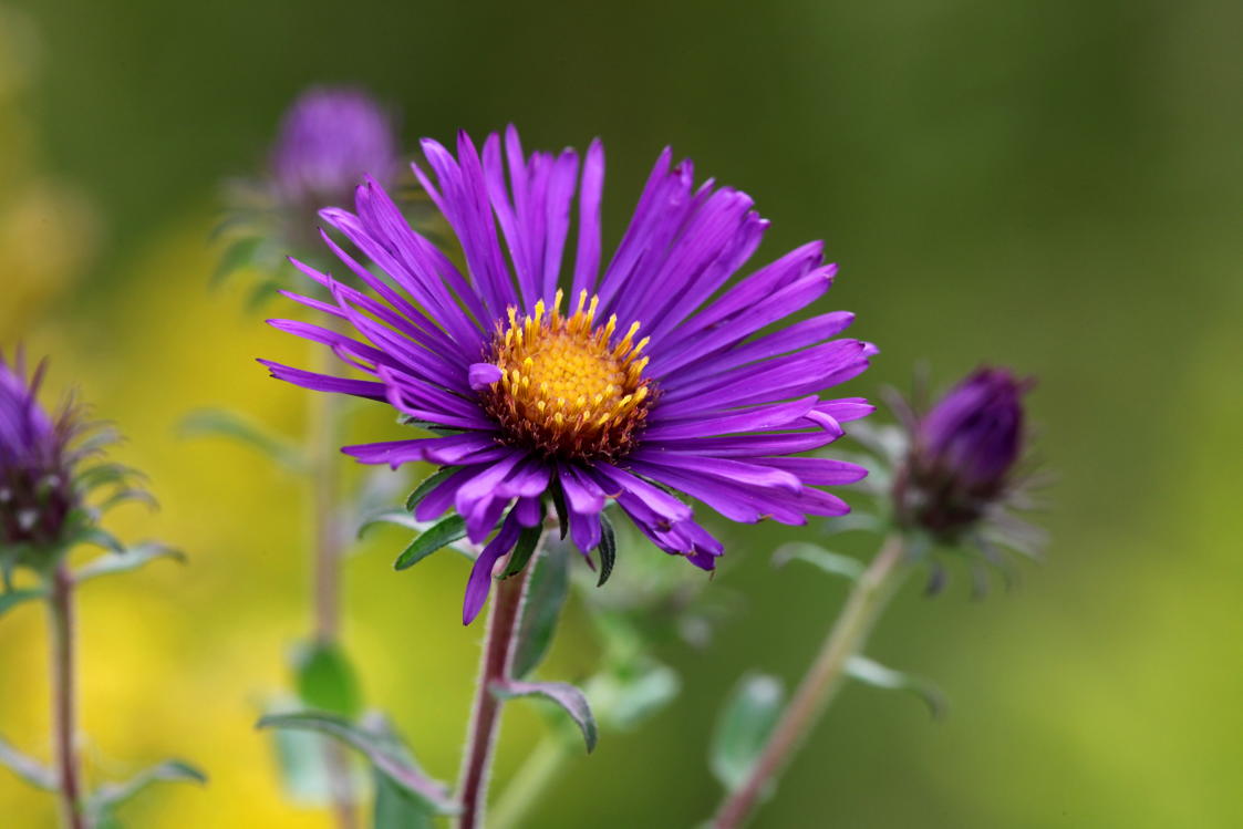 New England Aster