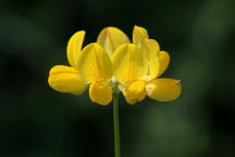 Lotus corniculatus