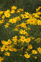 Midwestern Tickseed Sunflower