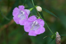 Agalinis purpurea