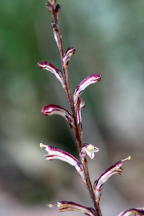 Epifagus virginiana