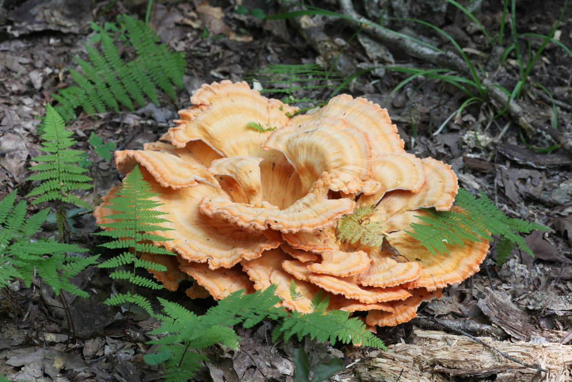 Fungus