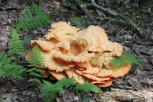 Fungus