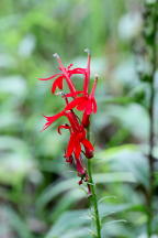 Lobelia cardinalis