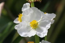 Sagittaria latifolia