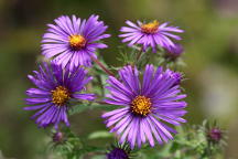 New England Aster