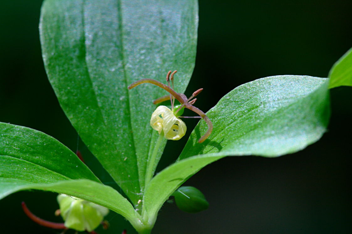 Indian Cucumber Root