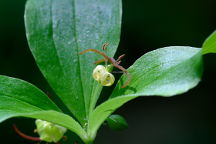 Medeola virginica