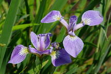 Iris versicolor