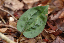 Tipularia discolor