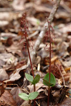 Listera australis