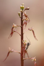 Listera australis