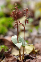 Listera australis