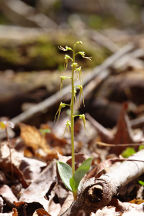 Listera australis forma viridis