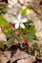 Anemone quinquefolia