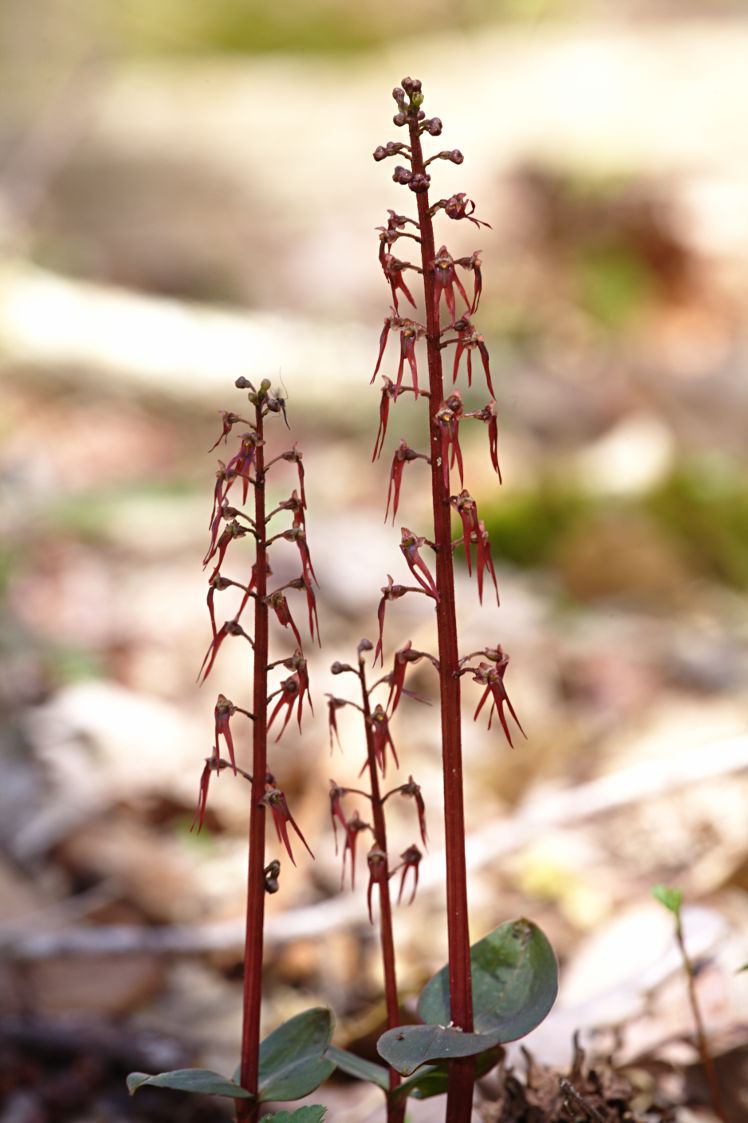 Southern Twayblade