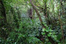 Rainforest