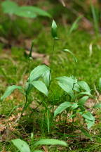 Cypripedium arietinum