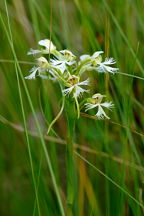 Platanthera leucophaea