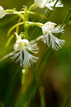 Platanthera leucophaea