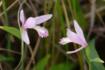 Pogonia ophioglossoides