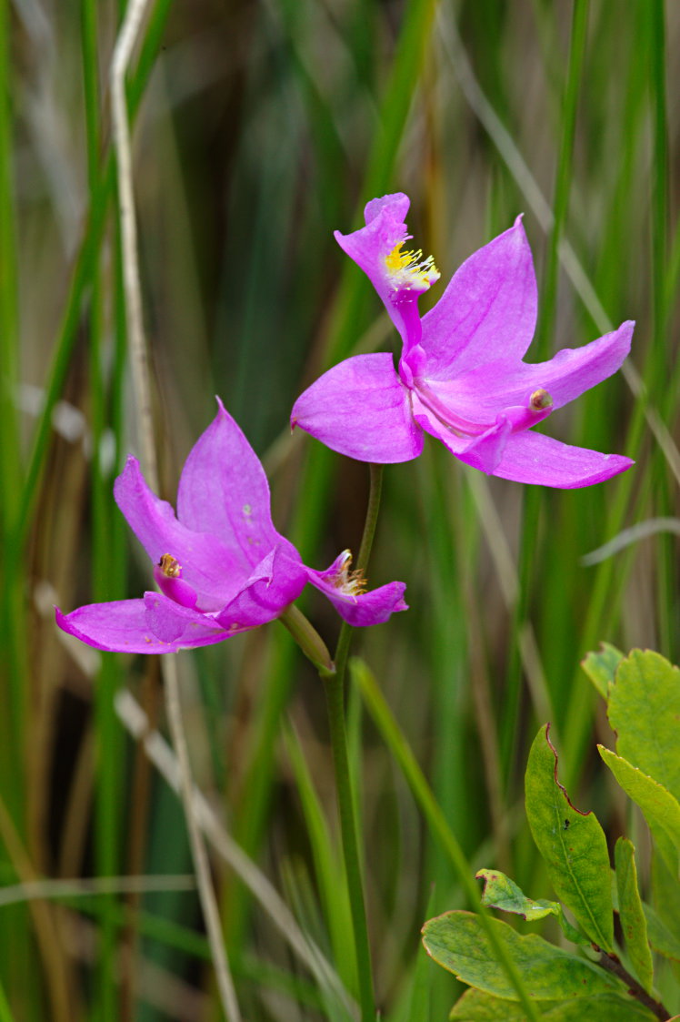 Common Grass Pink