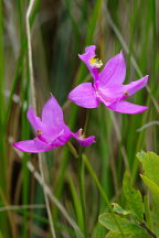 Calopogon tuberosus