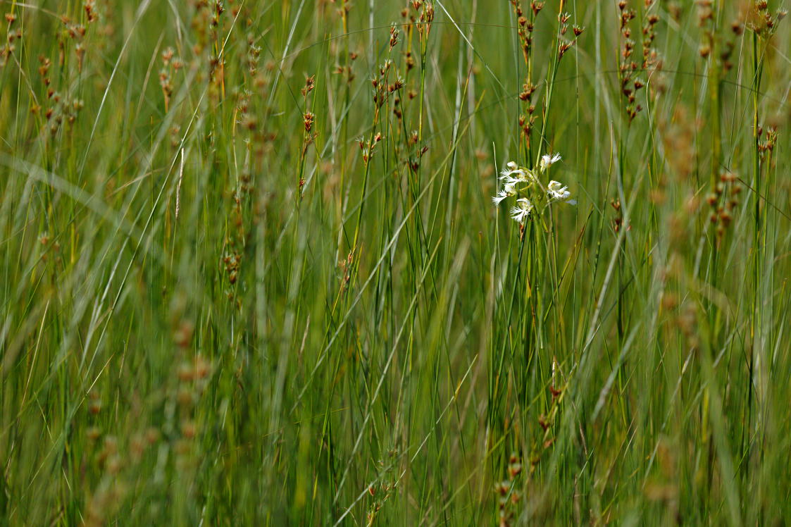 Eastern Prarie Fringed Orchid