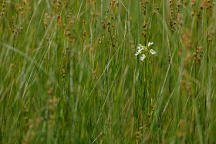 Platanthera leucophaea