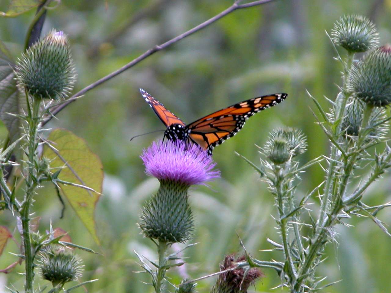 Monarch Butterfly on Field Thistle