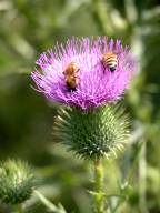 Honeybees on Field Thistle