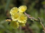 Prickly Lettuce