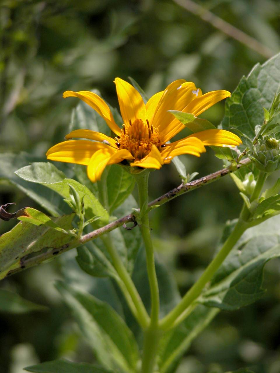 Jerusalem Artichoke