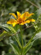 Helianthus tuberosus