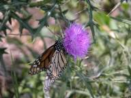 Monarch Butterfly on Field Thistle