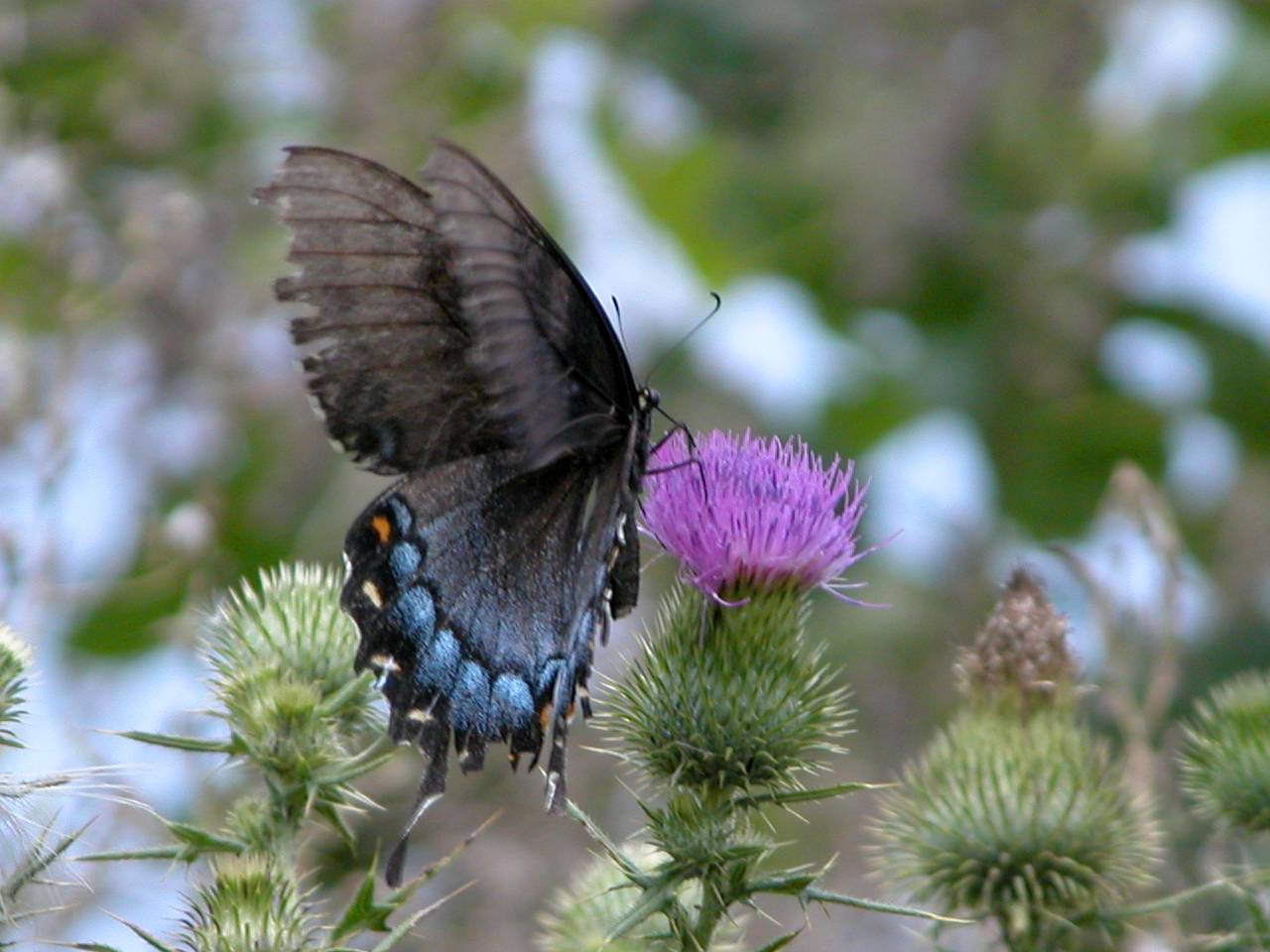 Eastern Tiger Swallowtail on Field Thistle