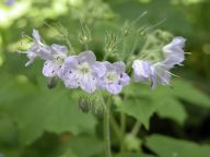 Hydrophyllum appendiculatum